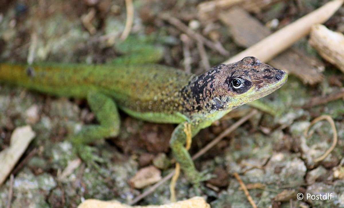 Anolis extremus  The Reptile Database