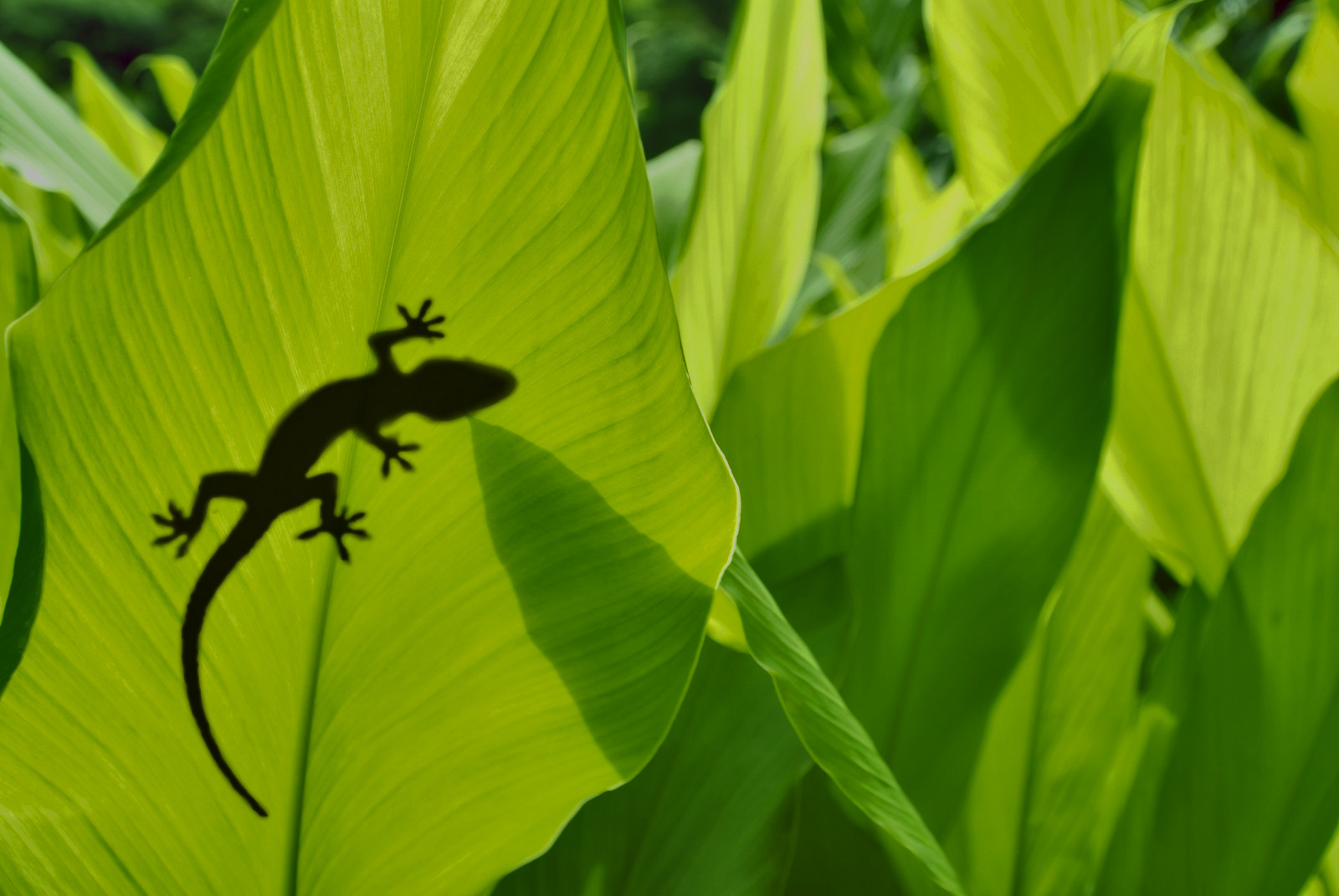 Invasive exotic reptiles