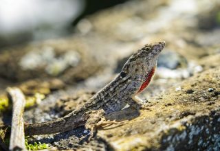 Anole1