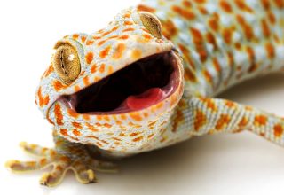 Tokay Gecko (Gekko gecko) on white background.